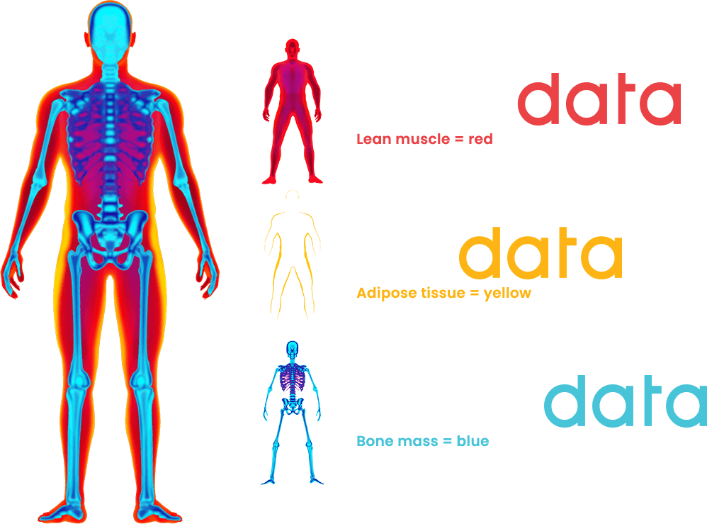 Body composition scan results showing lean muscle, adipose tissue and bone mass