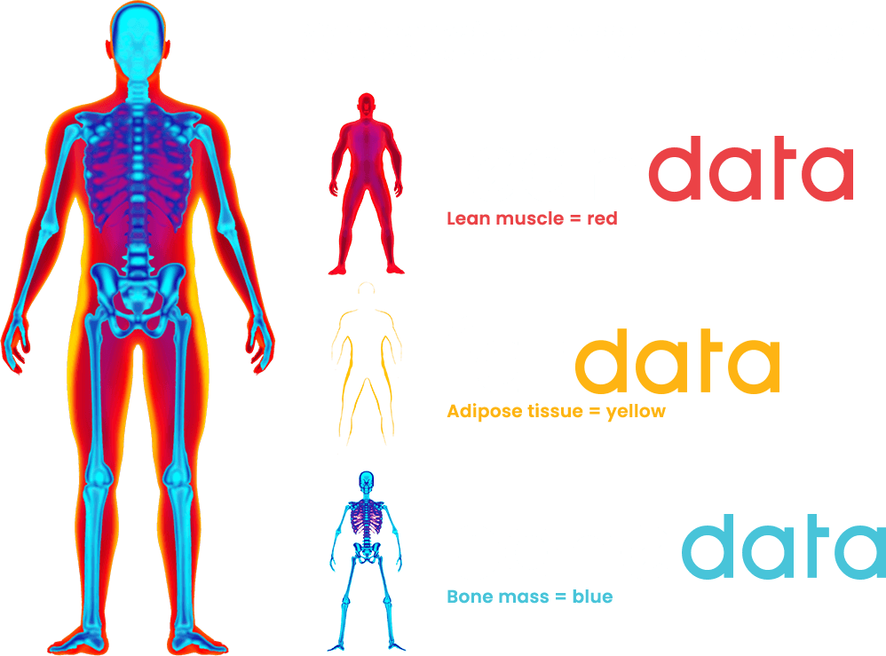 Body Less Head What DXA is & what it can do for YOU | BodyData