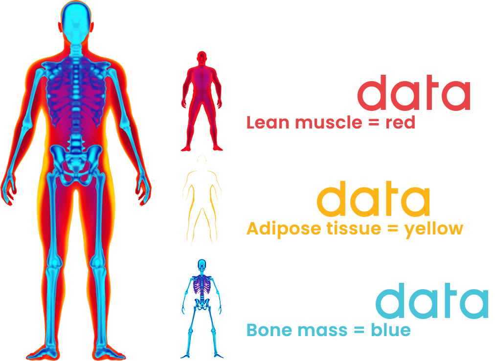 Book a DXA scan online DXA scans show you the precise location of bone mass, lean muscle, and fat in the body